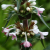morina longifolia - abriachan nurseries